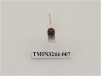 藏品(茄二十八星瓢蟲)的圖片